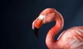Graceful flamingo studio portrait with copy-space, Generative AI Royalty Free Stock Photo