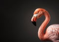 Graceful flamingo studio portrait with copy-space, Generative AI Royalty Free Stock Photo