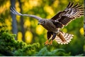 Graceful Flight: Common Buzzard in Mid-Hunt Focus, Feather Textures Accentuated, Nestled Within a High-Resolution Sky Royalty Free Stock Photo