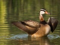 Graceful Flight: A Majestic Duck Gliding on Water Royalty Free Stock Photo