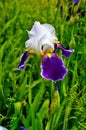 Graceful flowers of irises