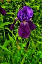 Graceful flowers of irises