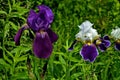 Graceful flowers of irises