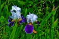 Graceful flowers of irises