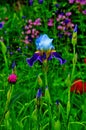 Graceful flowers of irises