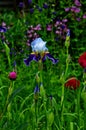 Graceful flowers of irises