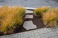 This graceful Fountain Grass remains a top favorite ornamental grass. Its lovely blush-colored bottlebrush plumes show up mid-summ