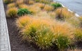 This graceful Fountain Grass remains a top favorite ornamental grass. Its lovely blush-colored bottlebrush plumes show up mid-summ