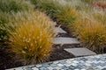 This graceful Fountain Grass remains a top favorite ornamental grass. Its lovely blush-colored bottlebrush plumes show up mid-summ