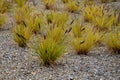 This graceful Fountain Grass remains a top favorite ornamental grass. Its lovely blush-colored bottlebrush plumes show up mid-summ