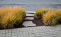 This graceful Fountain Grass remains a top favorite ornamental grass. Its lovely blush-colored bottlebrush plumes show up mid-summ