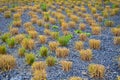 This graceful Fountain Grass remains a top favorite ornamental grass. Its lovely blush-colored bottlebrush plumes show up mid-summ