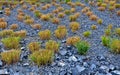 This graceful Fountain Grass remains a top favorite ornamental grass. Its lovely blush-colored bottlebrush plumes show up mid-summ