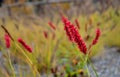 This graceful Fountain Grass remains a top favorite ornamental grass. Its lovely blush-colored bottlebrush plumes show up mid-summ