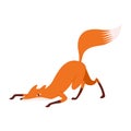 Graceful fox sneaks up to prey or freezes before jumping. Sophisticated fox with a beautiful fluffy tail is an excellent