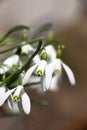 Galanthus flowers on a gray-beige background.