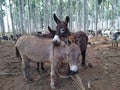 Graceful Gaze: Intimate Portrait of a Donkey Royalty Free Stock Photo