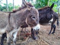 Graceful Gaze: Intimate Portrait of a Donkey Royalty Free Stock Photo