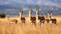 Graceful gazelles grazing on the savanna Royalty Free Stock Photo