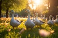 Graceful Geese in Serene Sunset Park