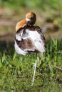 Graceful, Gentle and Beautiful. The American Avocet