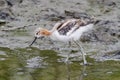 Graceful, Gentle and Beautiful. The American Avocet - Juvenile A