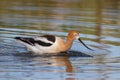 Graceful, Gentle and Beautiful. The American Avocet