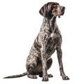 Graceful German Shorthaired Pointer Captivating Beauty against a Pure Background