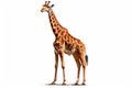 Graceful Giants: The Towering Giraffe on a White Background