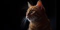 Graceful Ginger Tabby Cat Posing With Elegance Against A Dark Backdrop. Perfect For Pet-themed Content. Artfully Lit