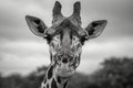 Graceful giraffe captured in a captivating moment through grayscale photography