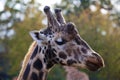 Towering Giraffe (Giraffa camelopardalis)