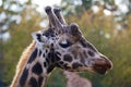 Towering Giraffe (Giraffa camelopardalis)