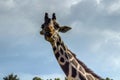 Graceful Giraffe. A Majestic Animal in the Wild