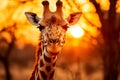 Graceful giraffe in vibrant african savanna at sunset surrounded by diverse wildlife