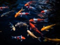 The Graceful Glide of Koi Fish in a Tranquil Pond