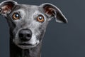 Graceful Gray Greyhound with Elegant Posture, Captivating Headshot, Expressive Face and Charm Royalty Free Stock Photo