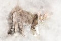 A graceful gray tabby cat with yellow eyes stands and looks at the camera.. Stylization in watercolor drawing.