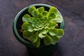 A graceful green cactus rosette in a flower pot against a background of dark old metal. Succulent, stone lotus nematode plants