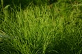 Graceful green horsetails in summer. Equisetum