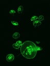 Graceful green jellyfish. Royalty Free Stock Photo