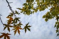 Graceful green leaves of Acer saccharinum on the right and dark red leaves of Liquidambar styraciflua on the left against the blue