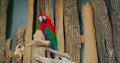 Graceful Green-winged Macaw in close-up reveals splendor of its colorful feathers Green-winged Macaw embodiment of