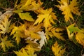 Graceful green, yellow and red leaves of Acer saccharinum on the green grass.