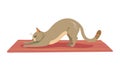 Graceful Grey Cat Stretching Elegantly on a Cozy Rug, vector design Generative AI Royalty Free Stock Photo