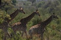 Graceful group of Giraffes Royalty Free Stock Photo