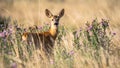 Graceful Guardian: The Roe Deer Royalty Free Stock Photo