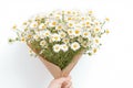 Graceful hand cradles chamomile bouquet against clean white background