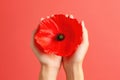 Graceful Hands Embrace a Red Poppy.