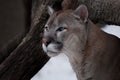 The Graceful Head Of A Graceful Puma - A Beautiful Predatory Cat, Close-up